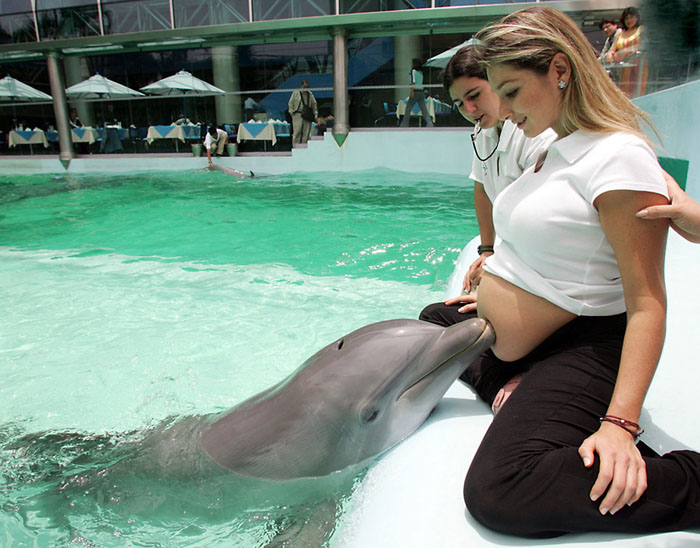 Определить беременность может не только тест, но и дельфины