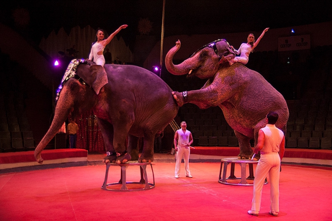 Шоу-программа цирка братьев Гартнеров "Слоны-великаны"