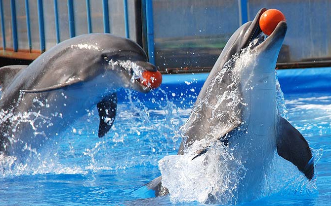 Дневное шоу в дельфинарий “Немо”