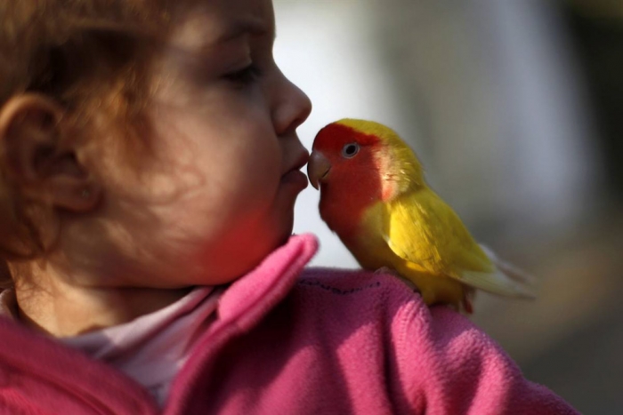 Аллергия на попугаев у детей