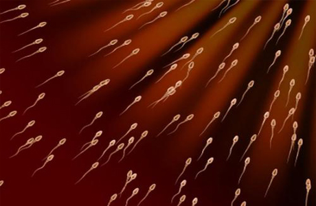 Подвижность сперматозоидов