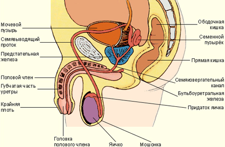 Мужская репродуктивная система: схема