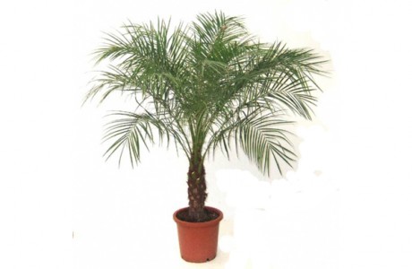 Финиковая пальма 130 см