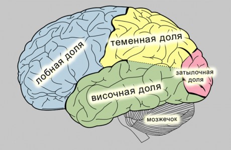 Развитие головного мозга