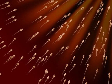 Сперматозоиды на пути к оплодотворению