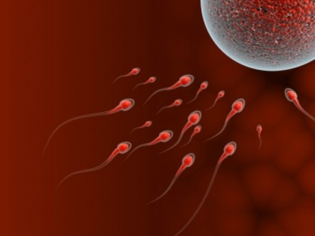 Зачатие во время менструального цикла