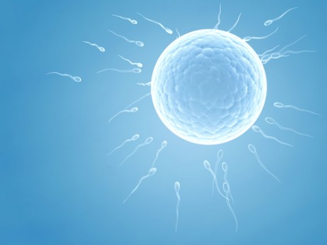 Проникновение сперматозоида