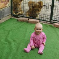 Коли Вікторії було 7 місяців ми вона вперше побувала в зоопарку, їй сподобались ведмеді, вєтнамські свинки, мавпочка і леви... І левам Вікуся теж прийшла до смаку))) Любимо веселий відпочинок і веселі фото, що допомагають зберегти найцікавіші моменти.
