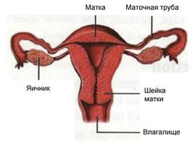 Репродуктивная система женщины