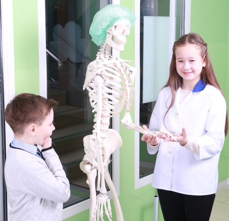 Дети изучают строение человеческого тела
