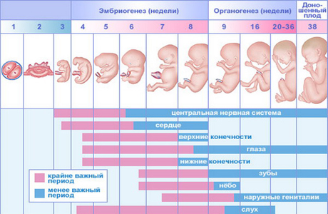 Календарь беременности и роста малыша